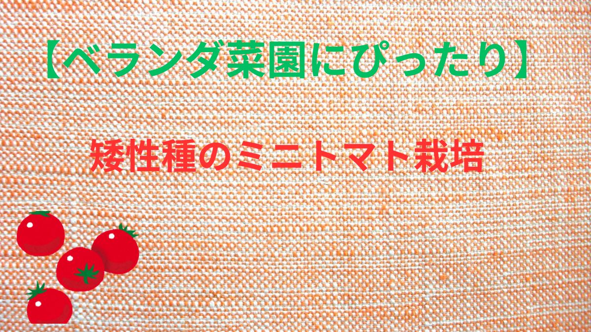 ミニトマト栽培