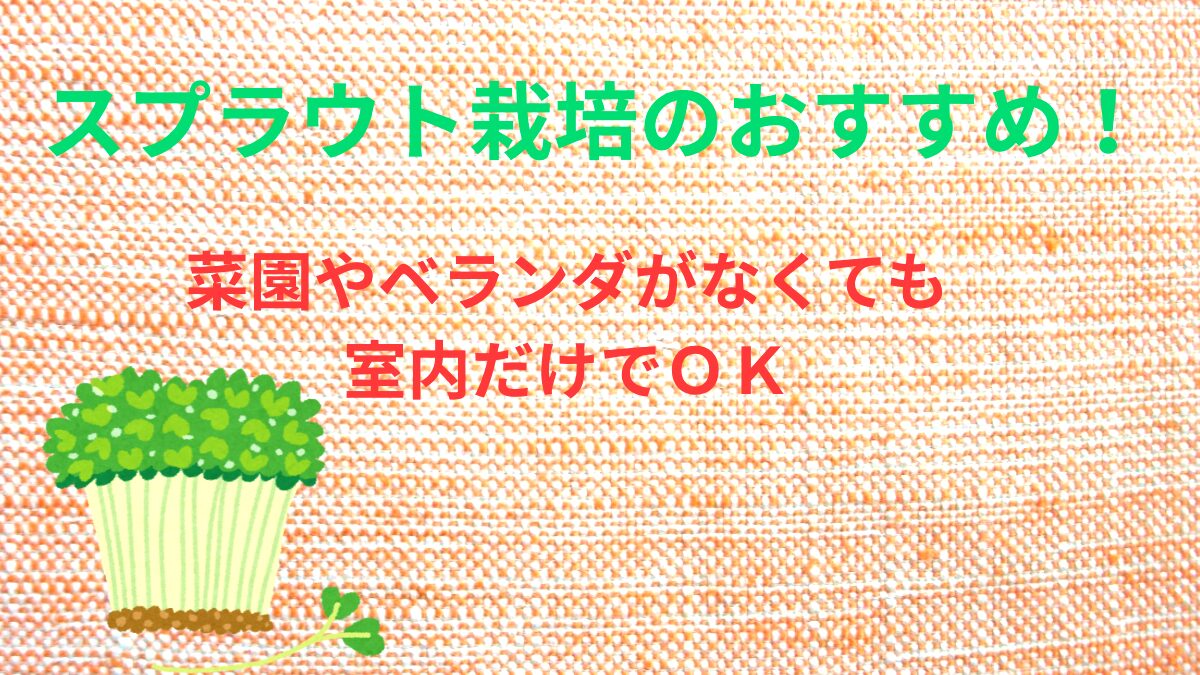 ブロッコリースプラウト