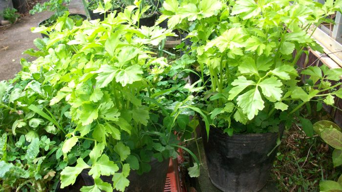 Potted -soup- celery