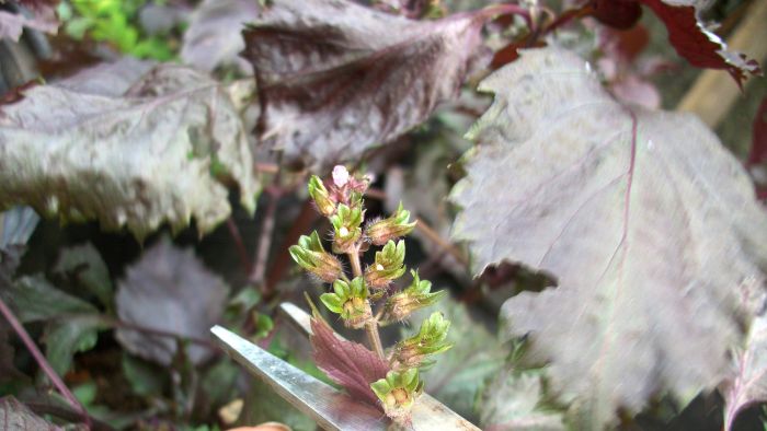 赤シソの花芽を摘み取る