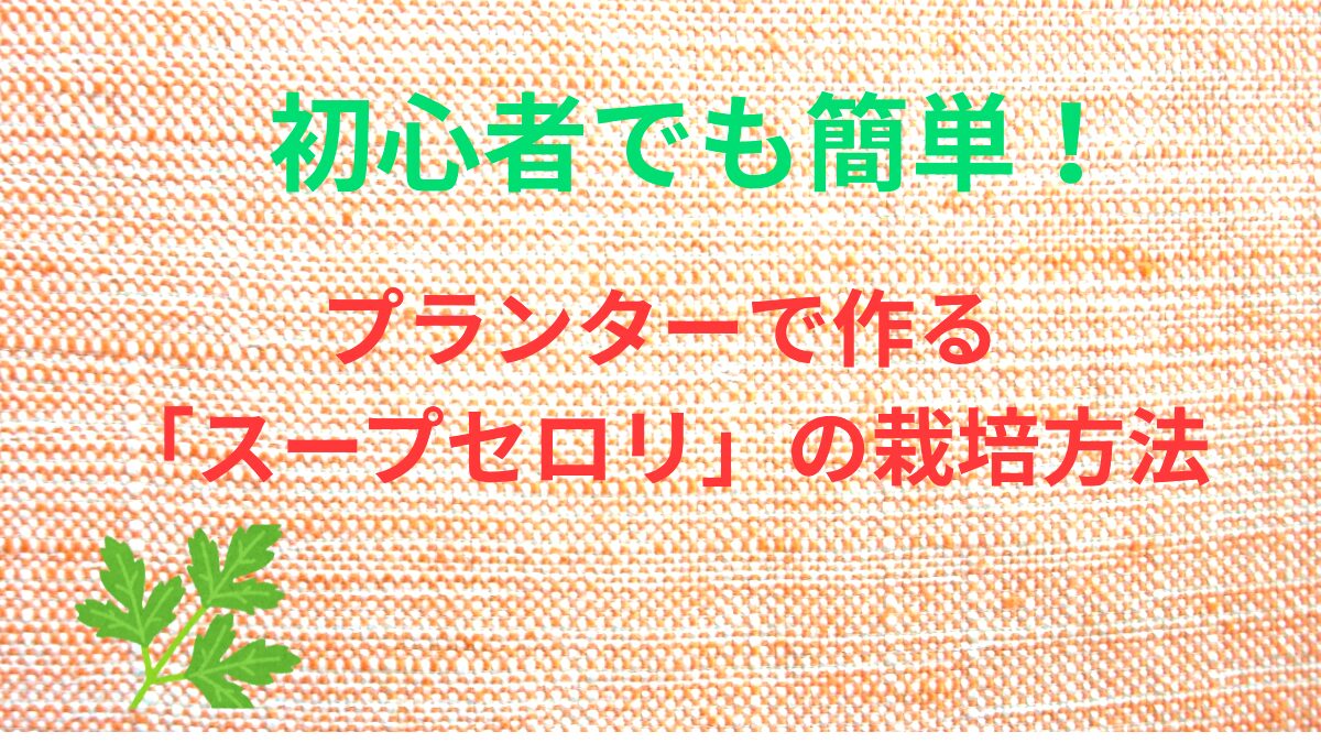 スープセロリの栽培