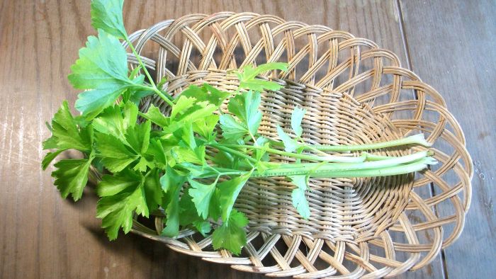 Harvesting soup celery